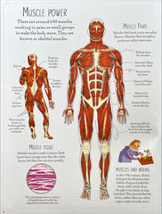 Usborne Human Body Picture Book