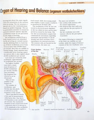 The Body Organs, Body System and Functions