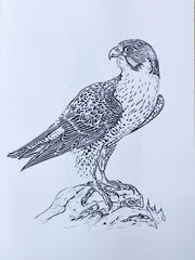 Vintage Bird Colouring Book