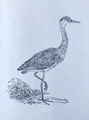 Vintage Bird Colouring Book