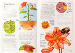 Children's Illustrated Encyclopedia Combo (5 Books)