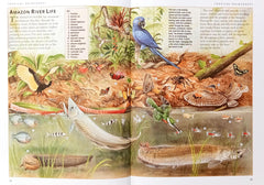 Children's Illustrated Encyclopedia Combo (5 Books)