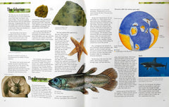 The Dinosaurs Compact Knowledge