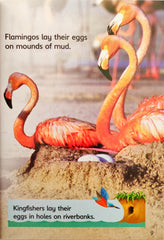 Usborne Eggs and Chicks (Usborne Beginners)