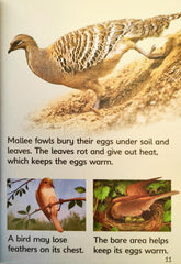 Usborne Eggs and Chicks (Usborne Beginners)