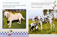 Read Write Inc Phonics Non Fiction Combo 2 (7 Books)