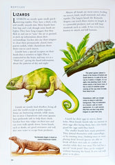 Animals (Invertibrates, Fish, Repitiles and Birds)