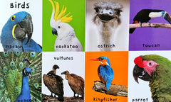 First 100 Animals