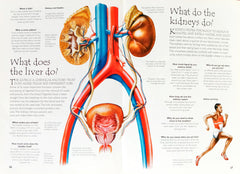 Question and Answer Human Body