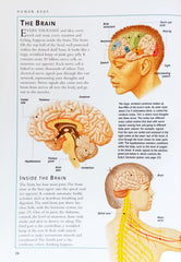 The Human Body