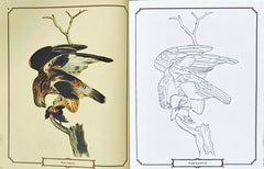 The Audubon Birds Colouring Book