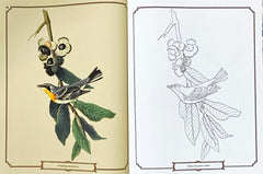 The Audubon Birds Colouring Book