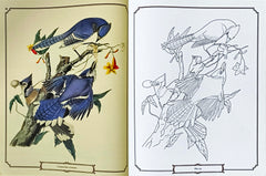 The Audubon Birds Colouring Book