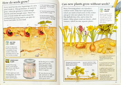 A Kingfisher Question and Answer Combo (2 Books)