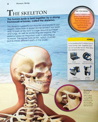 Human Body (Sticker Book)
