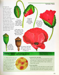 Encyclopedia Of Questions and Answers