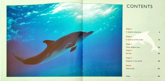 All About Animal Combo (2 Books)