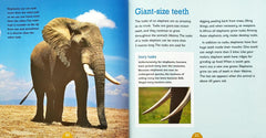 All About Animal Combo (2 Books)