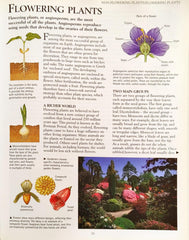 kingfisher Science Encyclopedia Combo 2 (4 Books)