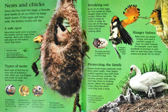Usborne Little Encyclopedia Combo (5 Books)