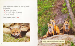 Foxes