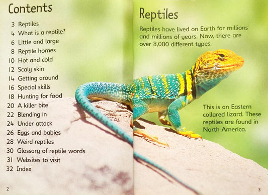 Usborne Begineers Combo 5 (2 Books)