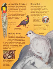 The Usborne Little Encylopedia of Animals
