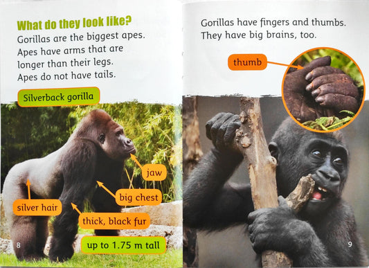 Gorillas Teresa Heapy