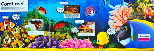 Life Size Ocean Animals