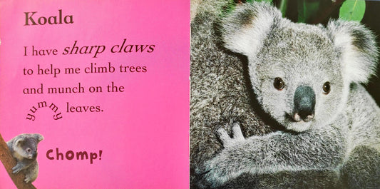 At Night (Baby Animals)