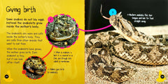 Life Cycles Combo Set 6 (2 Books)