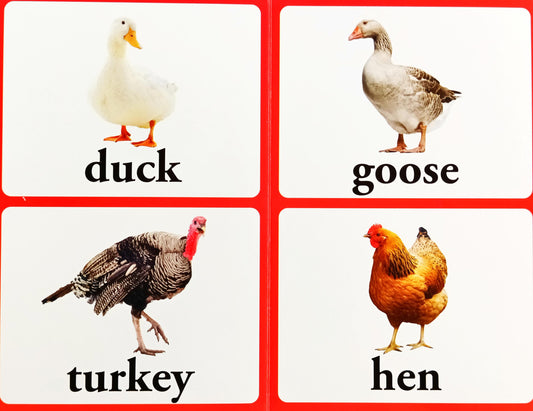 Birds (Large Font)