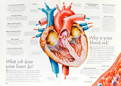 Question and Answer Human Body
