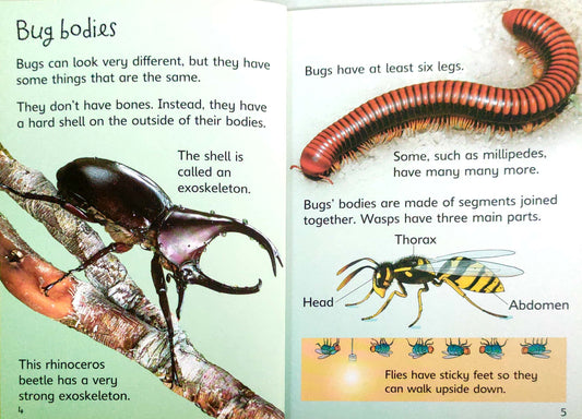 Usborne Bugs