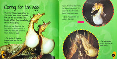 Fry to Sea Horse (Life Cycle)