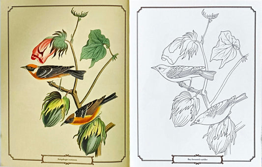 The Audubon Birds Colouring Book