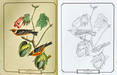 The Audubon Birds Colouring Book