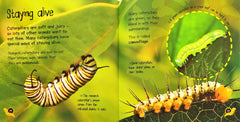 Life Cycles Combo Set 3 (2 Books)
