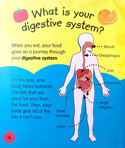 My Digestive System